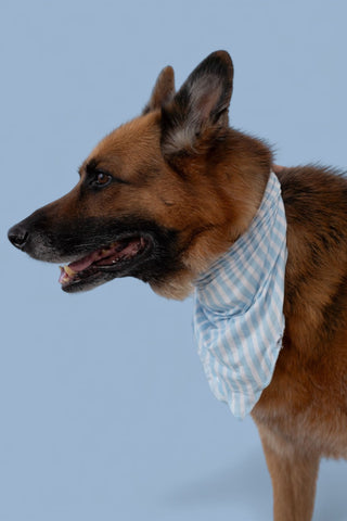 SEASIDE STRIPE DREAM DOG BANDANA
