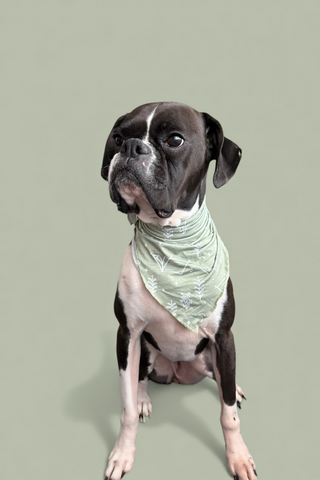 WILDERNESS WONDER DREAM DOG BANDANA