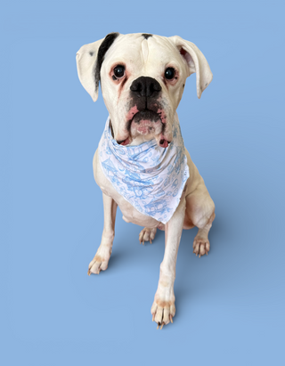 BLUEBELL EASTER TOILE DREAM DOG BANDANA