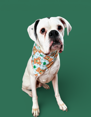 TEDDY O'LUCK DREAM DOG BANDANA