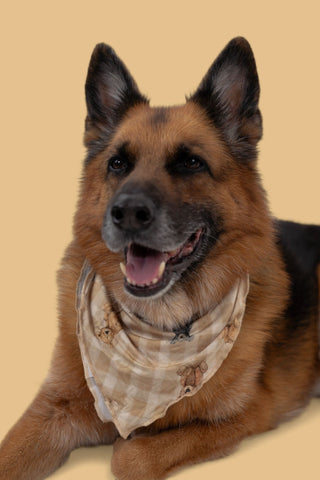TEDDY CHECK DREAM DOG BANDANA