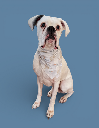 MEADOW HOP DREAM DOG BANDANA