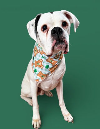 TEDDY O'LUCK DREAM DOG BANDANA
