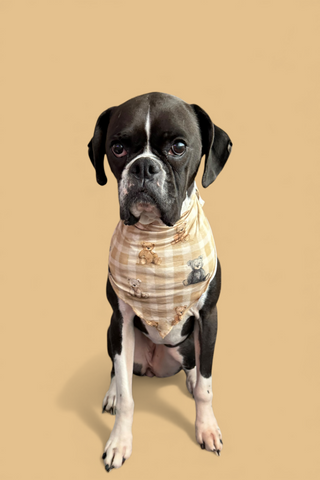 TEDDY CHECK DREAM DOG BANDANA